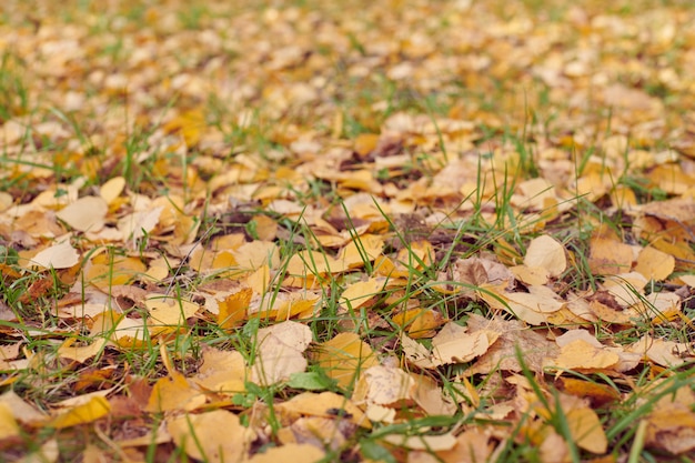 Autumn leaves in city park