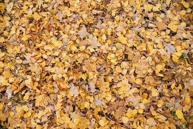 Photo autumn leaves close up in the forest autumn background