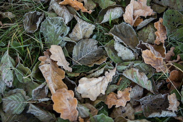 Foto primo piano delle foglie d'autunno, sfondo naturale