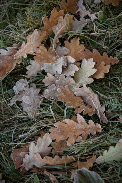 Autumn leaves close-up, natural background