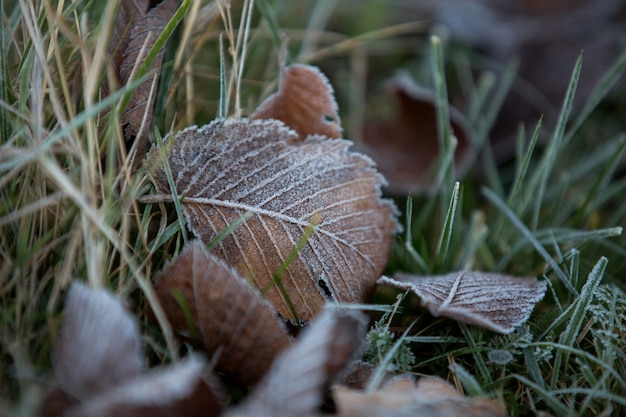 Autumn leaves close-up, natural background