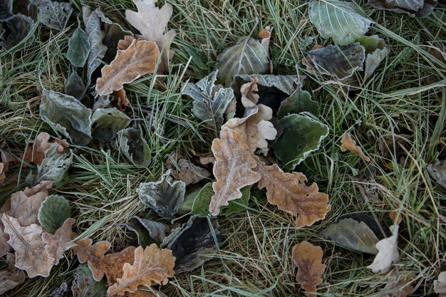 秋の紅葉のクローズアップ、自然な背景