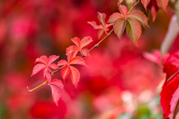 Autumn leaves color