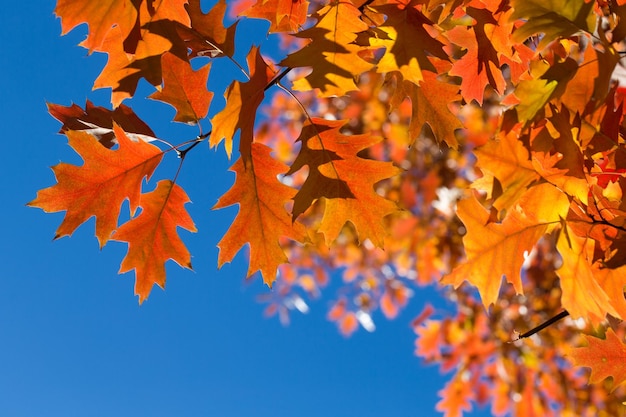 秋の紅葉 公園のカラフルな葉 秋シーズンのコンセプト カエデの葉がぼやけて青い背景