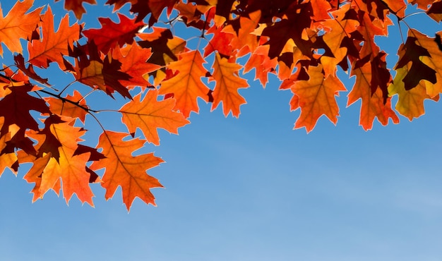 가을 단풍 공원의 화려한 단풍 가을 시즌 컨셉의 단풍나무 잎은 흐릿한 파란색 배경을 가지고 있습니다.