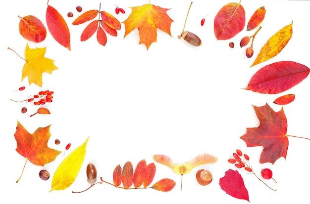 Autumn leaves composition frame isolated on white Colorful fall leaves background border