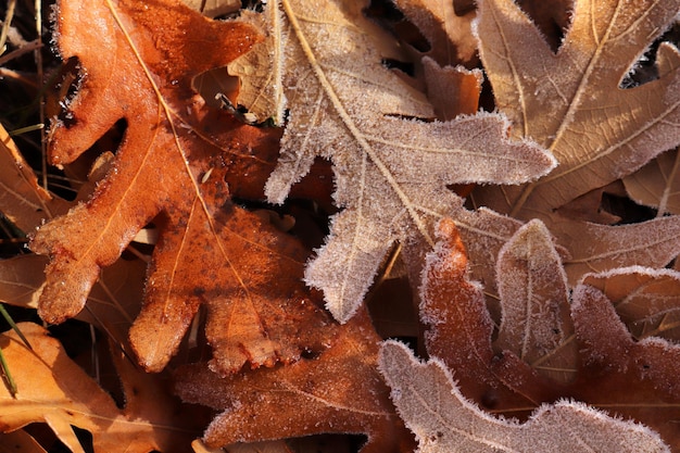 Autumn leaves covered with dew