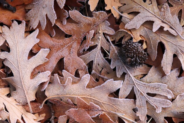 Autumn leaves covered with dew