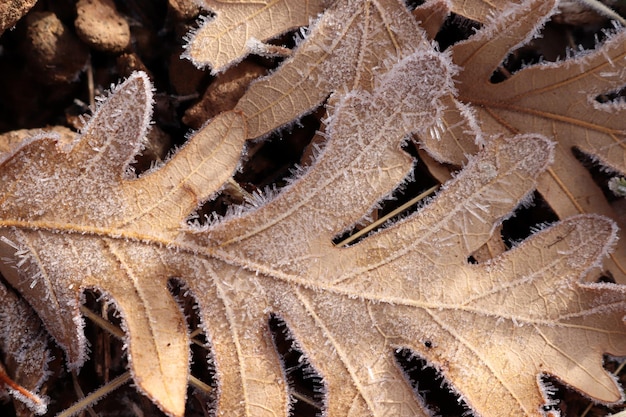 Autumn leaves covered with dew