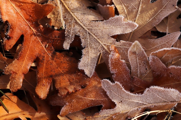 Autumn leaves covered with dew