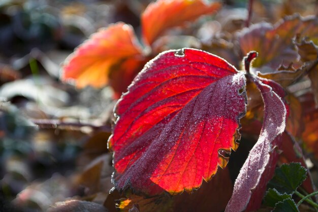 Foglie d'autunno ricoperte di brina, foglie di chiusura con piccoli banchi di ghiaccio