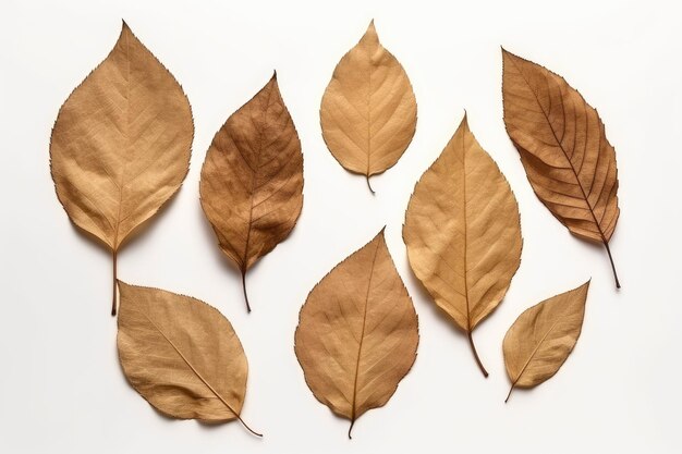 Foto foglie autunnali per la decorazione isolate