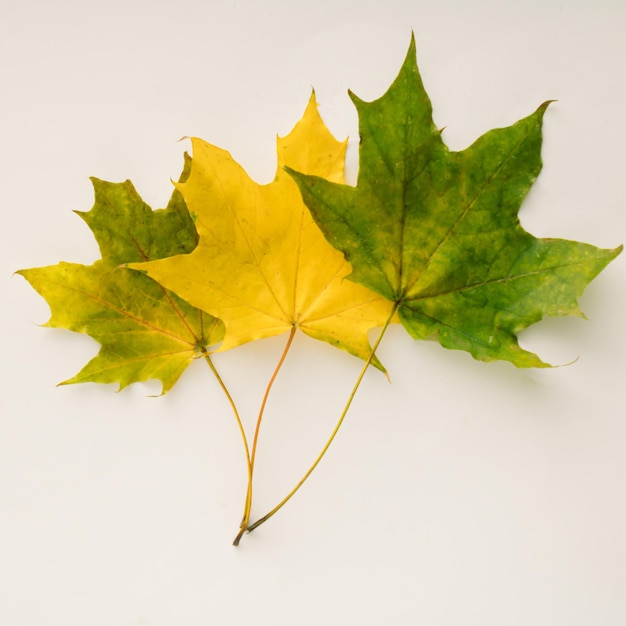 Autumn leaves of different shades from green to yellow on white background