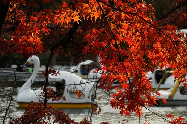 Foto foglie d'autunno e barca per anatre del parco residenziale di iyus head