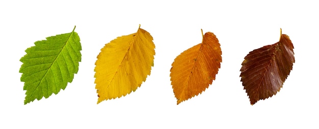 Autumn leaves of elm isolated on white background