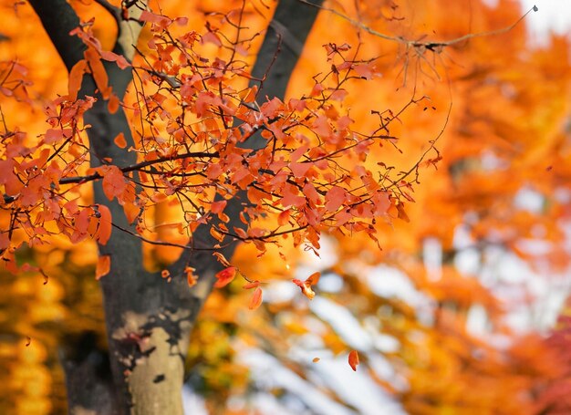 Autumn leaves fall blurred background