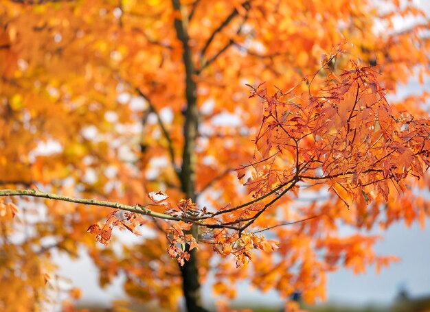 Autumn leaves fall blurred background