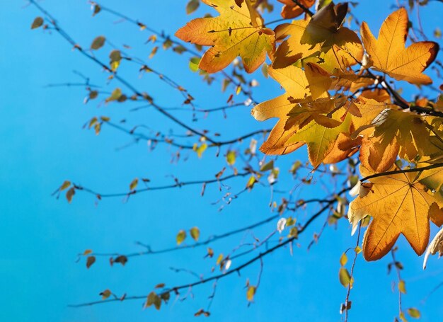 Autumn leaves fall blurred background