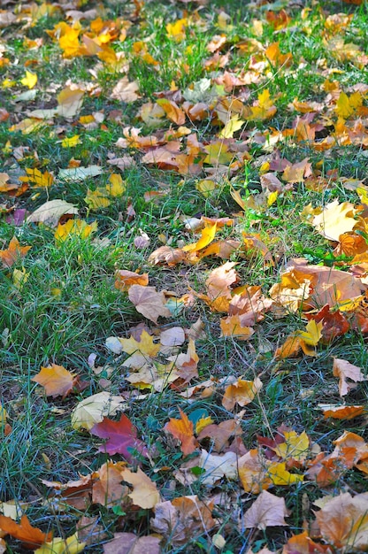 Autumn leaves fall
