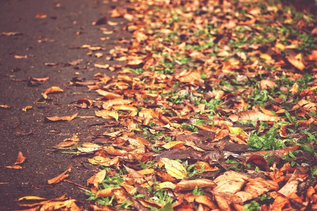 Photo autumn leaves fallen on field