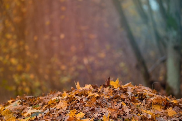 地面に落ちる紅葉自然の背景に落ちる紅葉