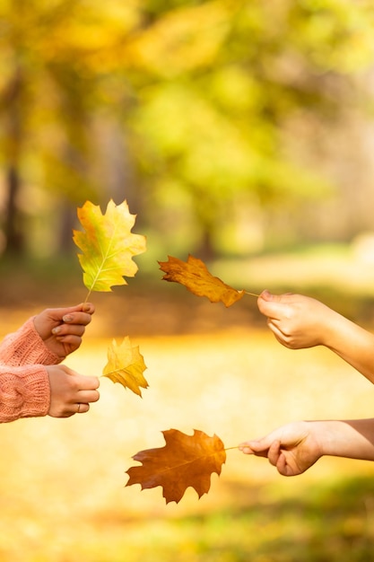 Осенние листья в женских руках над природным парком