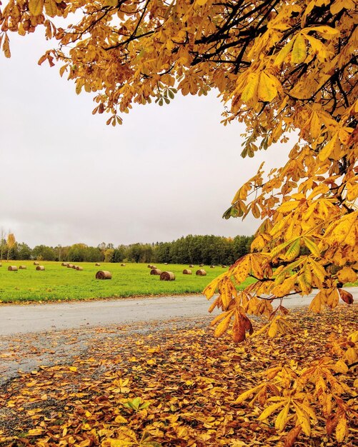 Autumn leaves on field against sky