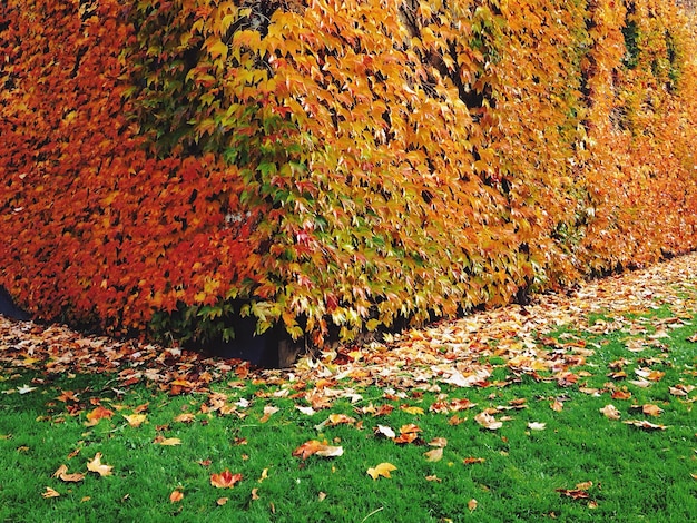 Foto foglie d'autunno sul campo