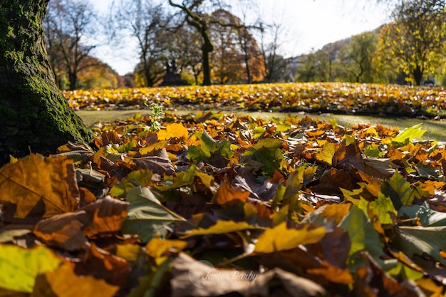 Autumn leaves on a field