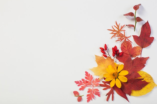 Autumn leaves and flowers on white