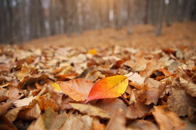 森の地面の紅葉