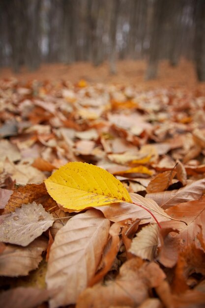 Autumn leaves on the forest ground