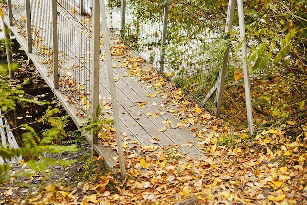 Autumn leaves in the forest near the footbridge