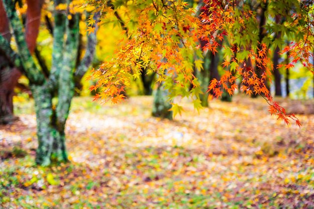 Autumn leaves in forest