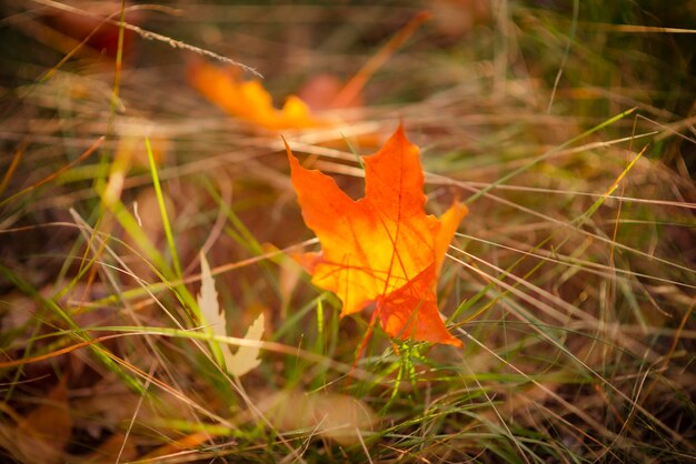 Autumn leaves in the forest