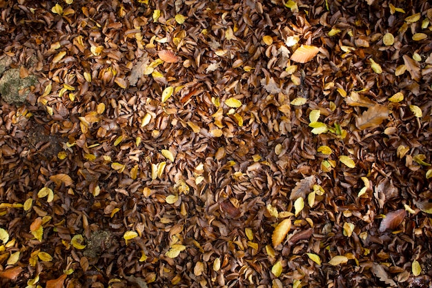 Autumn leaves in the forest