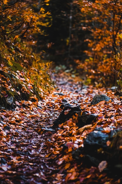 Foto foglie d'autunno nella foresta