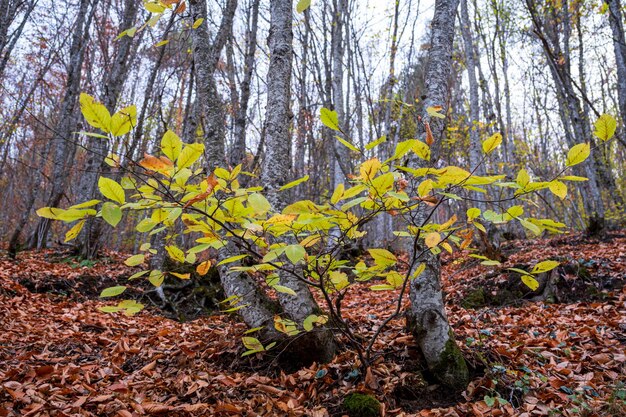 Foto foglie d'autunno nella foresta