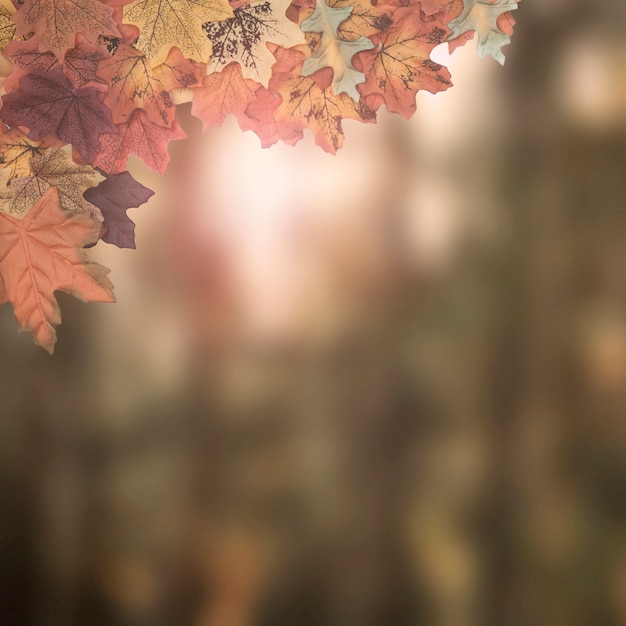 Photo autumn leaves frame designed on blurry background