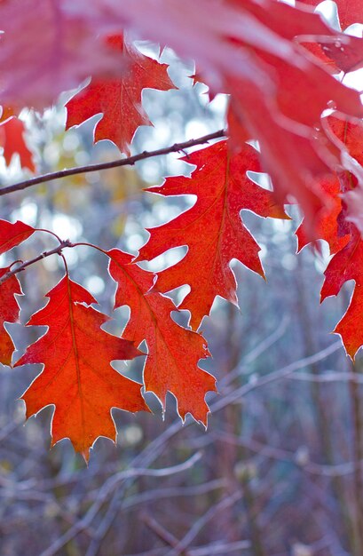 Autumn leaves and frost