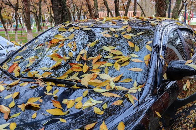 Autumn leaves on the glass of a car City autumn landscape