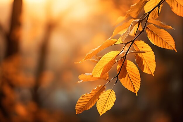 Autumn leaves in golden light