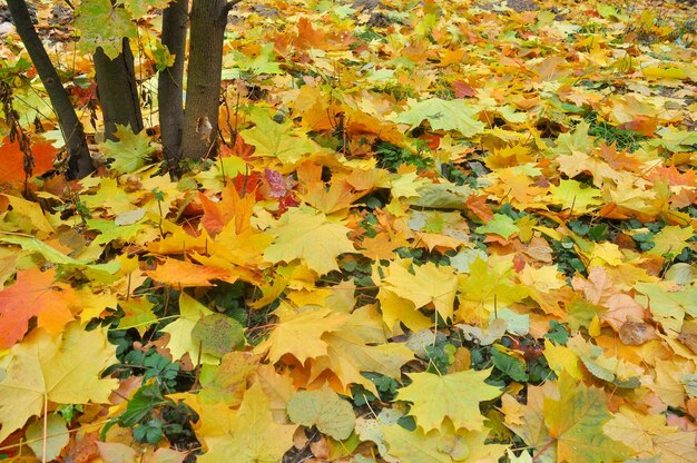 Осенние листья на траве парка