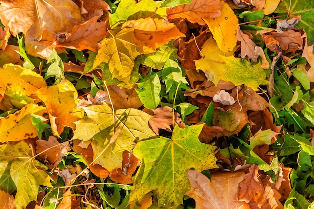 Autumn leaves on the grass under the sunlight