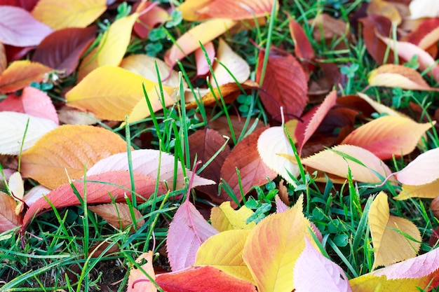 Autumn leaves on the grass