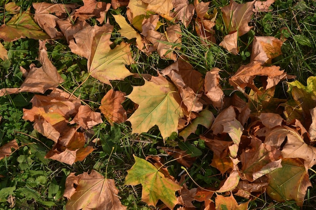 Autumn leaves on the grass