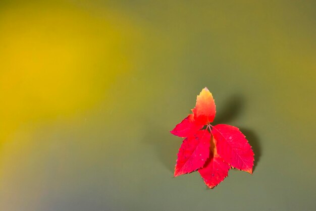 Autumn leaves in the green background