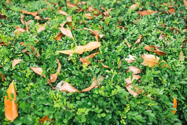 Photo autumn leaves on green foliage