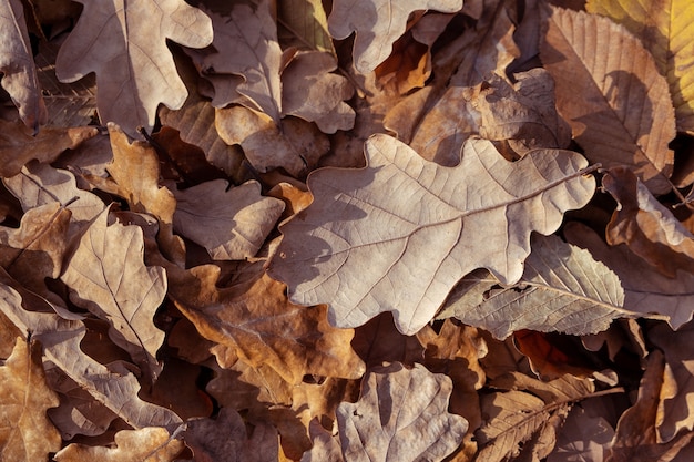 Foglie d'autunno sul terreno paesaggio autunnale scena autunnale bellissimo parco autunnale