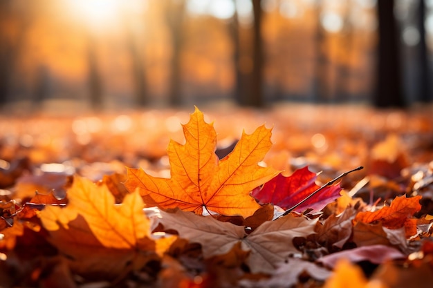 森の中の地面の紅葉美しい秋の背景
